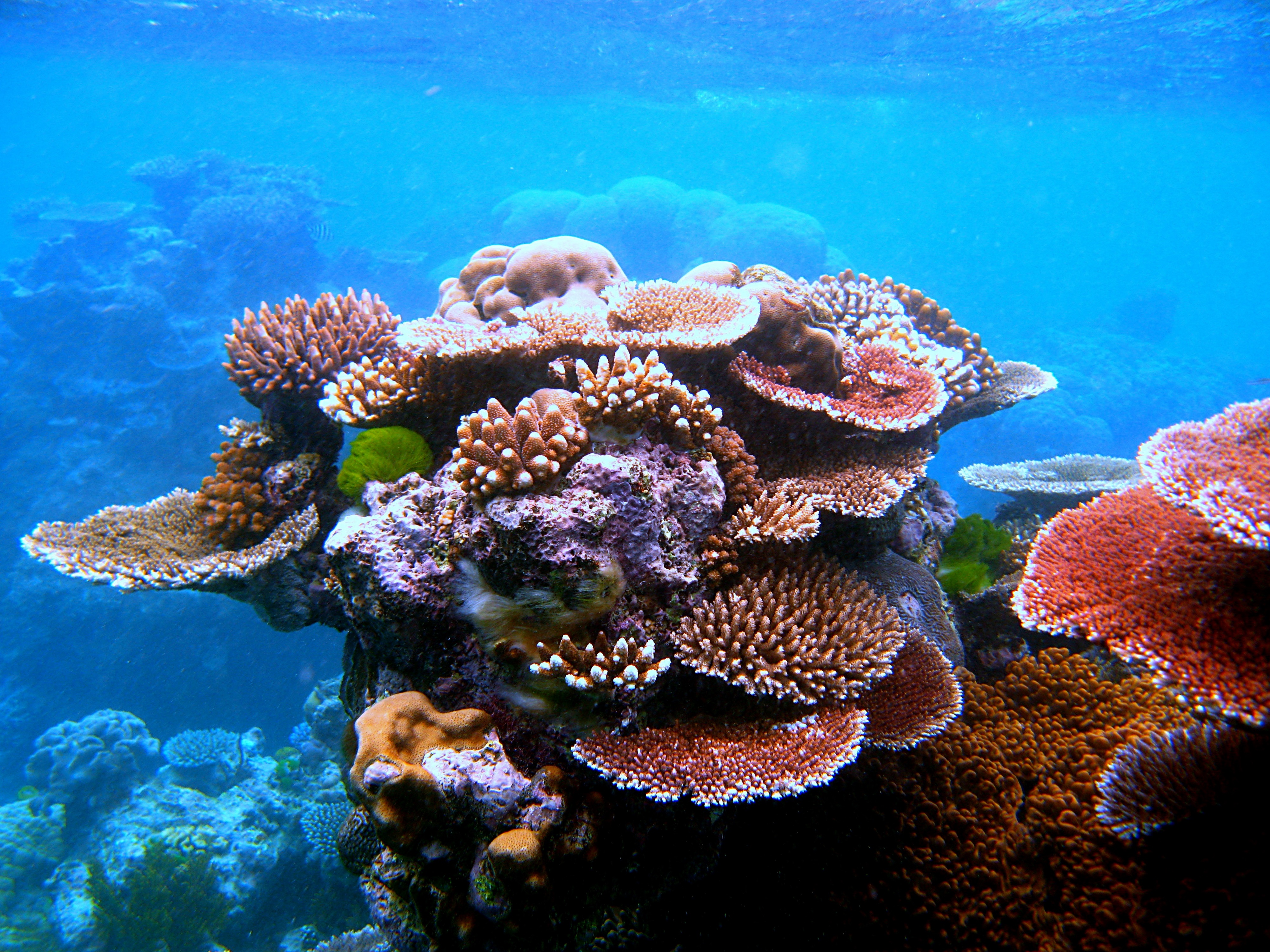 Coral outcrop on the Great Barrier Reef near the Ribbon Reefs, similar to Cod Hole coral formations