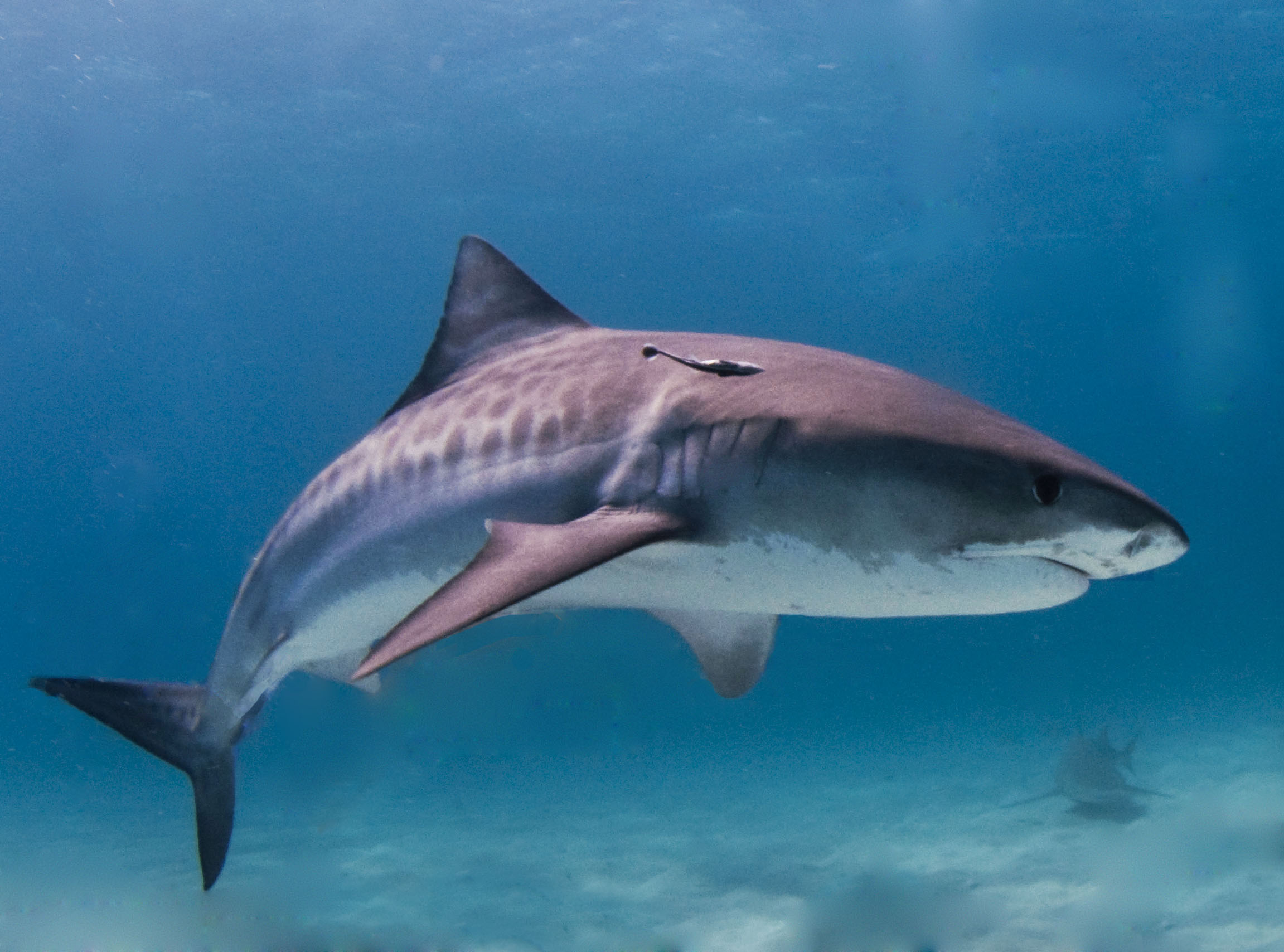 Tiger shark (Galeocerdo cuvier) swimming underwater in the Bahamas