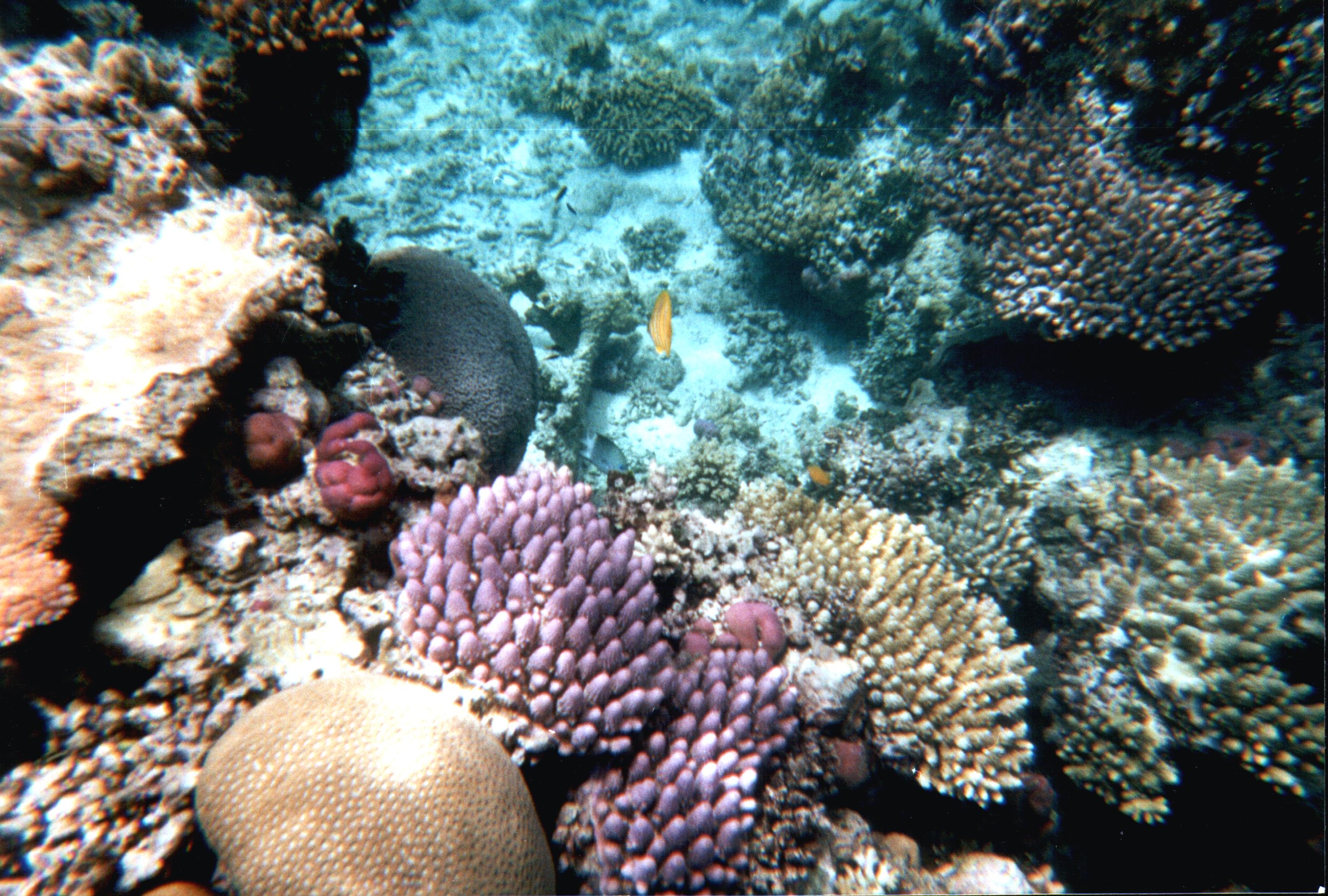 Underwater coral garden on the outer Great Barrier Reef near Cairns